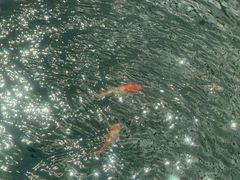 -春满园·早茶·粤菜·宴会(前海店)