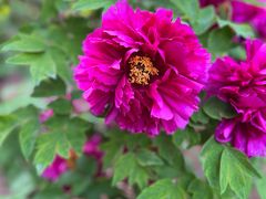 -北京西山国家森林公园