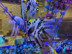 -新辉港式茶餐厅(北栅店)