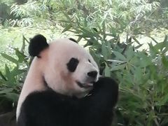 -都江堰中华大熊猫苑