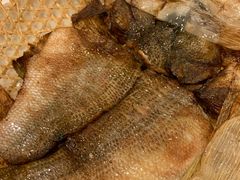 竹网鲈鱼-翠亭酒家(山西南路店)