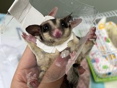 -美美宠物诊疗中心·异宠·骨科(滨江东信分院)