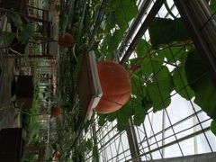 iphone_upload_pic-上海都市菜园