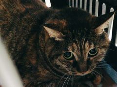-艾贝尔宠物医院·24H转诊中心·肿瘤猫专科(江宁双龙店)