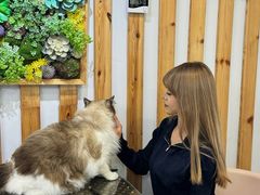 -青奢宠物·青奢猫舍