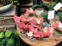 -豆豆花艺(新光天地店)