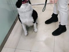 -宠福鑫康馨动物医院·骨科·眼科