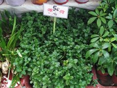 -秦美花卉(天朗·莱茵小城2期店)
