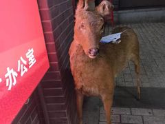 -关东古巷