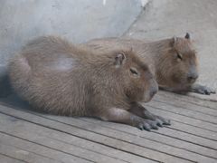 -石家庄市动物园