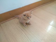 -暖阳宠物医院·犬猫康复中心·骨科