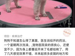 -宠福鑫康馨动物医院·骨科·眼科