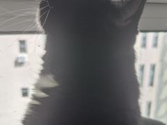 -鼓捣猫呢主题猫咖店