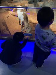 -未来动物城动物主题公园(大悦城店)