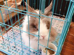 -志龙皇冠吃货椰子铺