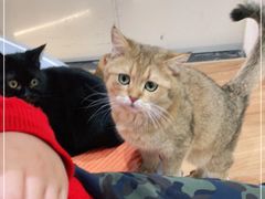 -COLOR PETS 撸猫馆·购猫·猫咖(长风大悦城店)