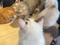 -猫亿天猫咖
