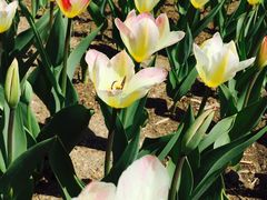 -长春公园(普阳街道)