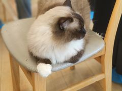 -Let's go狗咖·猫咖·奶狗·桌游(春熙路IFS店)