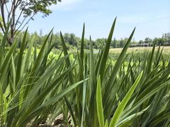 -西山漾湿地公园