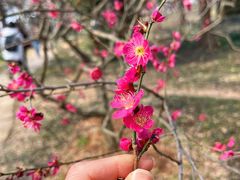 -梅花山(明孝陵内)