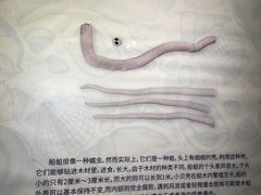 -贝壳梦幻世界