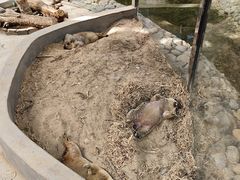 -呀路古热带植物园