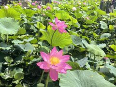 -莲花池公园