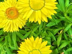 -崇圣寺三塔文化旅游区