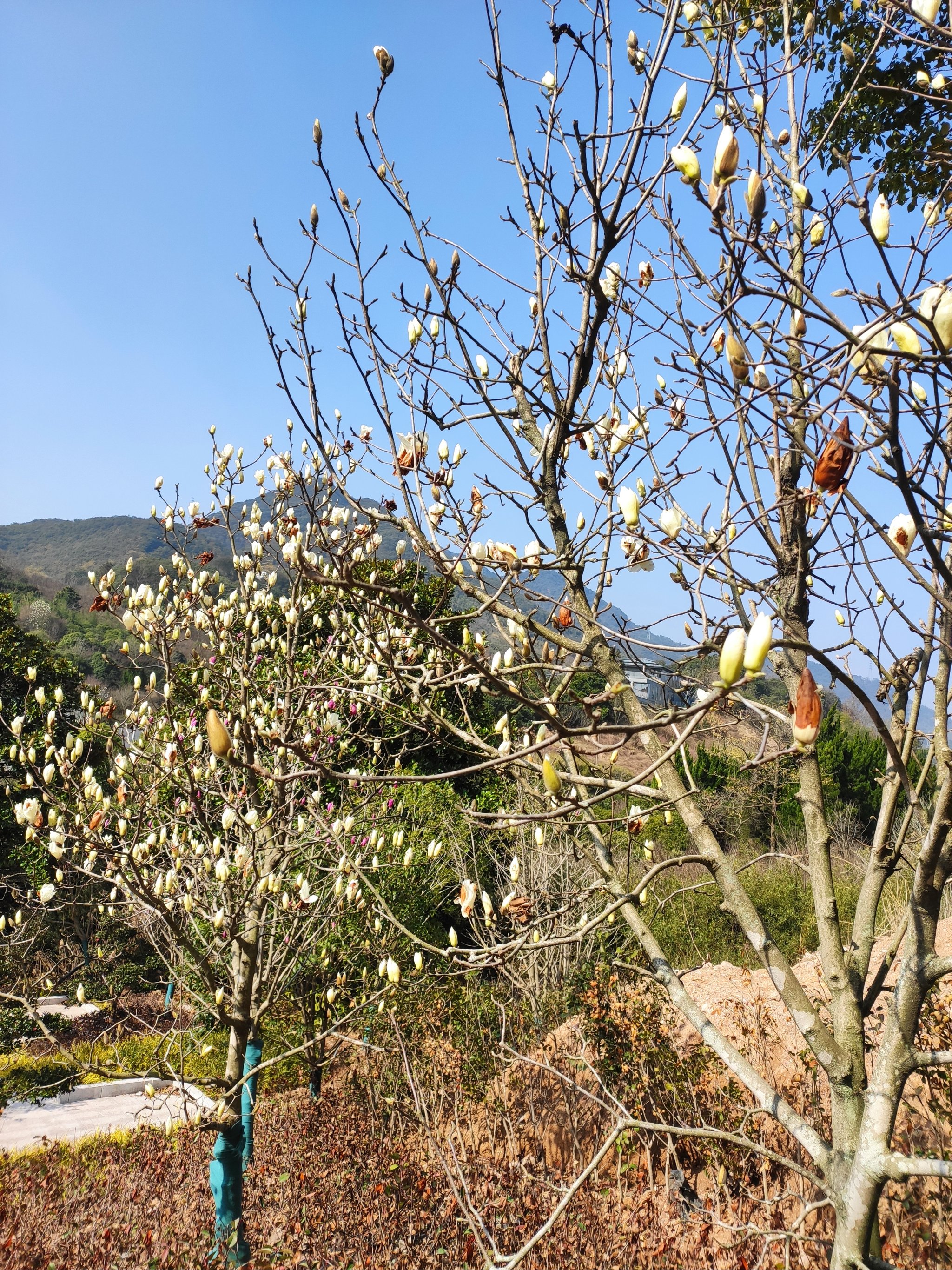 奉化长岭村玉兰花地址图片