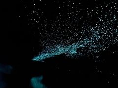 -怀托摩萤火虫洞