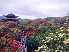 -贵州百里杜鹃风景名胜区