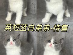 -小猫来了·猫舍(红山六九七九店)