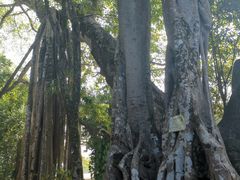 -瑞丽独树成林风景区