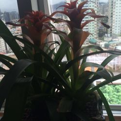 -Face Score美甲美睫皮肤管理