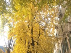 -四川大学(华西校区)