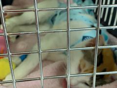 -纳吉亚猫专科动物诊疗中心(蒋宅口分院)
