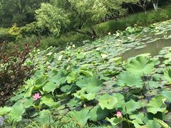 -昆山城市生态森林公园