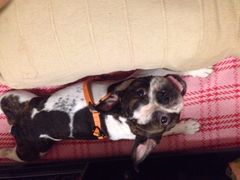 iphone_upload_pic-米苏动物医院·犬猫专科·骨科外科内窥镜