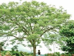 -中国科学院西双版纳热带植物园