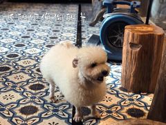 -more than meow吴止猫主题餐厅(承德 中船汇店)