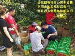 -从化深英荔枝黄皮龙眼采摘园