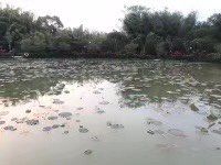 -大屏嶂森林公园