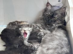 -青奢宠物·青奢猫舍