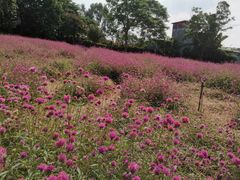 -松山湖梦幻百花洲