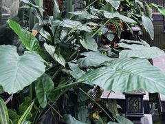 -绿房子方寸咖啡(星海名城店)