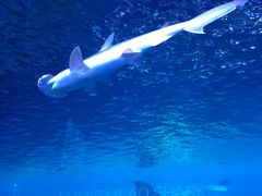 -迪拜水族馆及水下动物园