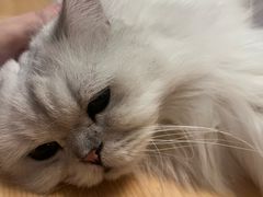 -猫猫幼稚园·撸猫·桌游·电玩