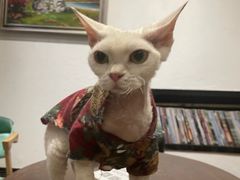 -猫色咖啡·猫咖