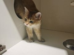 -东方名猫馆·英短金渐层布偶猫舍(环线广场1号楼店)